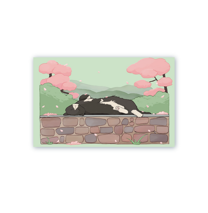 Tuxedo Cherry Blossom Postcard